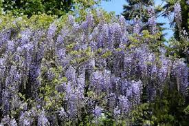Wisteria flowers bloom once per year. How To Grow And Care For Wisteria Dummer Garden Manage Gfinger Es La App De Jardineria Mas Profesional