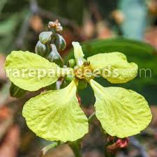 Image result for Tylosema