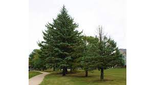 Winter dessication in concolor fir is being observed now. Two Trees You Should Never Plant In Illinois University Of Illinois Extension