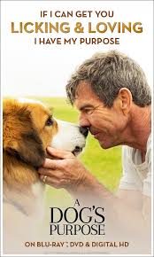 A Dog S Purpose Is Full Of Genuine Heart Humor And A Real Message Of Love The Plain Dealer Own It On Blu Ray Dvd Digita A Dogs Purpose Dog Movies Dogs