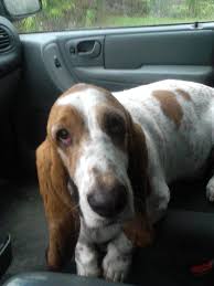 If for some reason you decide to switch to a different type of dog food after bringing your basset hound puppy home, do it gradually because abrupt diet changes most likely will result in digestive problems and diarrhea. Core Silver Leslies Fine Designer Sterling Silver Sterling Silver Rhodium Plated Polished Cz Children S Hinged Hoop Earrings Length 15 Width 15 Walmart Bassett Hound Basset Hound Basset