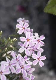 These flowers are native to south africa, tropical africa, asia, and mediterranean europe. A List Of Flowers Blooming At Night Like Stars Emitting Light Gardenerdy
