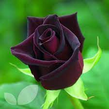 Check spelling or type a new query. Rose Baccara Bare Root Roses Mail Order