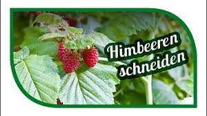Wenn sie himbeeren schneiden, ist es wichtig zu wissen, ob die sträucher im sommer oder herbst ihre früchte tragen. Schnitt Von Sommerhimbeeren Himbeeren Schneiden Garten Youtube