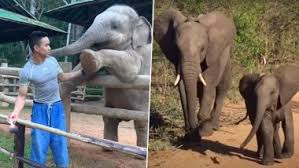 The elephant's name is bull jabu, and he took off chris's hat using his long trunk when he was standing next to him. World Elephant Day 2020 From Throwing Tantrums To Playing With Birds Cute And Funny Videos Of Baby Elephants Will Make You Love These Tuskers Even More Latestly