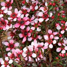 Art director and digital designer. Leptospermum N Elizabeth Jane Manuka 2 4ltr Greenleaf Nurseries