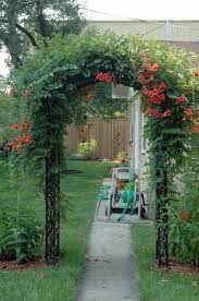 This flowering vine grows strong, so even the most beginner of gardeners will be able to. Huge Clusters Of 4 Flowers Are Deeper Colored Than Any Other Vine Taylor Made For Climbing Quickly With Colorful Co Garden Vines Cottage Garden Trumpet Vine
