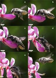 Image result for Grona setigera