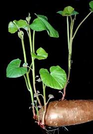20 of the best ideas for sweet potato vine. Sweet Potato Growing Tips Tricks Ideas And Secrets Gardening Tips