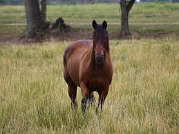 O'Ryan — Gentle Giants