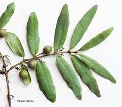 Image result for Euclea crispa