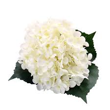 Shop converse.com for shoes, clothing, gear and the latest collaboration. Artificial Flowers European Single Hydrangea Flower High End For Wedding Party Home Decoration Simulation Floral Hydrangea Retro Walmart Com Walmart Com
