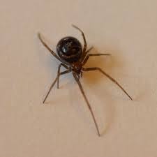 I hear peppermint oil keeps spiders away. False Widow Spider Hiding In Christmas Decorations Charles Elder Plymouth Live