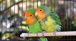 Jul 17, 2021 · prevue pet products small bird flight cage is designed for parakeets, finches and other small birds. Best Lovebird Cage Options Happy Homes For Birds