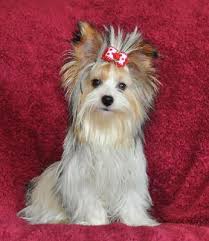 Barrington hills illinois pets and animals 650 $. Traditional Yorkies And Parti Color Yorkie Puppies Shipped To Your Airport 1 Year Guarantee For Sale In Chicago Illinois Classified Americanlisted Com