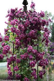 Image result for Clematis pulchra