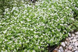 Image result for Galium