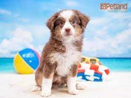 Puppies For Sale Petland Florida Puppies For Sale Puppies Border Collie Puppies