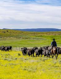 Image result for Prairie Gold 1972 Fleet