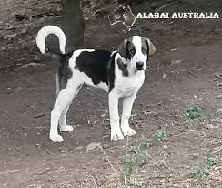 The native breed called alabai historically common among central asian peoples. Alabai Australia Home Facebook