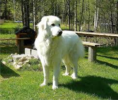 Maybe you would like to learn more about one of these? Pyrenean Mountain Dog Great Pyrenees Canine Dog Breed Mammal Attentive Carnivore Domestic Obedient Large Pikist