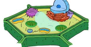 We did not find results for: Plant Cell Diagram Unlabeled Plant Cell Diagram Cell Diagram Animal Cell