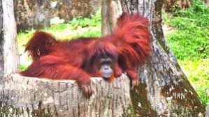 Daftar htm wahana lembang park and zoo. Harga Tiket Zoo Taiping Night Safari Diskaun 20