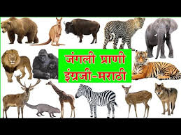 Learn Animals Names With Pictures In English And Marathi Farm Wild Animals For Kids Youtube