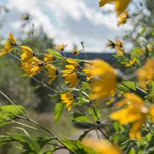 Succulent with yellow flowers name. 8 Yellow Wildflowers That Will Make Your Garden Better Dengarden