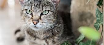 Cats spray to mark their territory and your carefully mulched, loamy garden soil is an attractive toilet for a cat. Natural Cat Repellent For Your Garden Care Com Resources