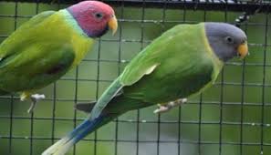 Les Inseparables Genre Agapornis Bird And You
