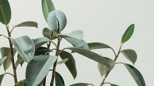 We rounded up low light indoor trees, indoor palm trees, and fig trees for you to choose for your next room revamp. 17 Best Indoor Trees And Tropical Plants To Grow In Your House Architectural Digest