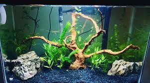 The creatures are kept in a fish tank that is fed with the same local natural source water used in their brewing. How Do You Set Up A Crayfish Tank Aquarium Set Up