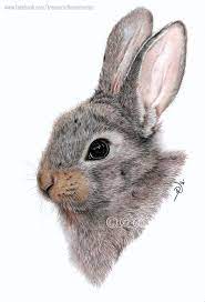 4.6 out of 5 stars 107. Baby Bunny A4 Coloured Pencil Rabbit Drawing Rabbit Painting Animal Drawings