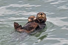 We did not find results for: Adorable Sea Otters Are Luring Tourists To This Small Japanese Town Travel Leisure