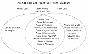 Now you will make a venn diagram to show the cell organelles and structures that are similar between typical animal and plant cells, and those that are unique to each type of cell. Chloroplast And Mitochondria Worksheet Answers Nidecmege
