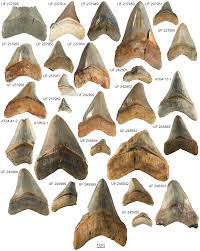 Megalodon Teeth Identification Chart Always Interesting What