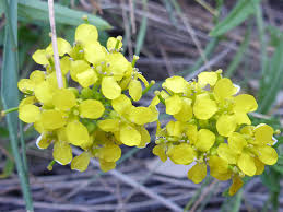 Image result for Sisymbrium burchellii