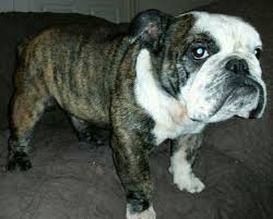 Maybe you would like to learn more about one of these? Akc Dwarf English Bulldog Male For Sale In San Antonio Texas Classified Americanlisted Com