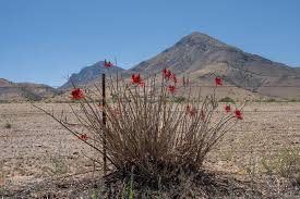 Image result for Priva flabelliformis