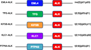 Image result for ALK Inhibitor