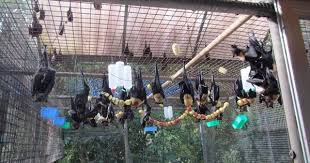 The Bat Hospital Visitor Centre Atherton 2019 All You Need To Know Before You Go With Photos Tripadvisor Trip Advisor Hospital Visitor Center