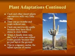 No posts regarding the entheogenic or spiritual uses of cacti, check out /r/druggardening if you want to discuss such things. Plant Adaptations Core Content N N Biological Science