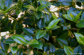 Image result for Cassinopsis