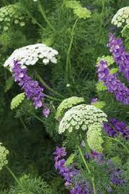 Plant Combination Ammi Visnaga Larkspur Mauve Beautiful Flowers Garden Plants Plant Combinations