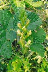 Image result for Rhynchosia tricuspidata