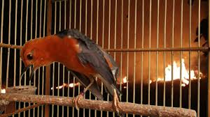 Maybe you would like to learn more about one of these? Suitan Manja Anis Merah Youtube