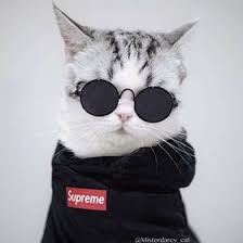 Pictures of cute kittens motivational hd wallpapers. M Salman Alfarisi Msalmanalfarisi111 Pinterest Profile