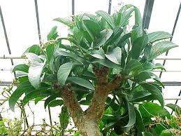 Image result for Cyphostemma barbosae