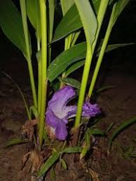 Image result for Siphonochilus aethiopicus